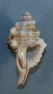 CYMATIUM TRILINEATA 50.39mm BEAUTIFUL RARE SPECIMEN Muscat, Oman - Picture 1 of 1