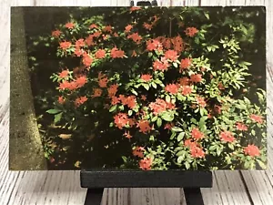 Cartolina Callaway Gardens Pine Mountain Georgia GA Plumleaf Azalea - Foto 1 di 4