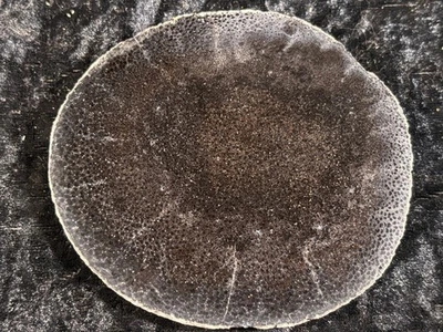 Polished Petrified Palm Wood Goliad, Texas 4”x3.75”  Oligocene Fossil Geology - Image 1 of 4