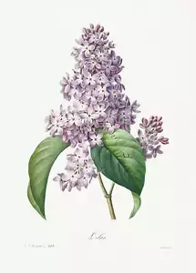 Botanischer Pflanzendruck - Fliederkunstdruck - Bild 1 von 1