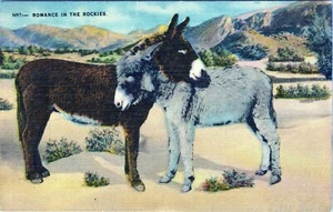 N-97 Donkey Romance in the Rockies Colorado Postcard Unposted - Picture 1 of 2