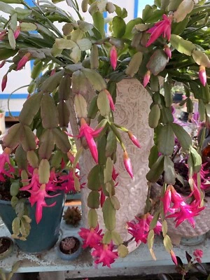 Schlumbergera Buckleyi True Old Fashion Original Christmas Cactu (3) - Image 1 of 4