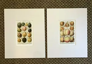 2 FRUIT VARIETIES 1895 vtg. original German Chromolithograph prints Peach Plum - Picture 1 of 11