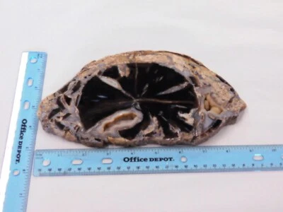 Losa de palma petrificada Blue Forest WY completa redonda pulida Foto 1 de 4