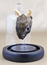 U17b Taxidermy Baby Jackalope Bunny Rabbit Head Mount curiosities oddities dsply