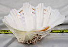 Sea Shell Half Clam Shell 6 3/8" Wide B
