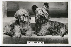 SKYE TERRIER Vintage 1939 Dog Photo Card DE29M - Picture 1 of 2