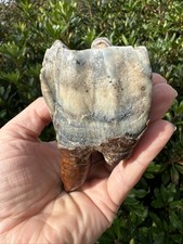 Woolly Rhino Tooth Pleistocene 20,000 years old. PermaFrost,  Siberia