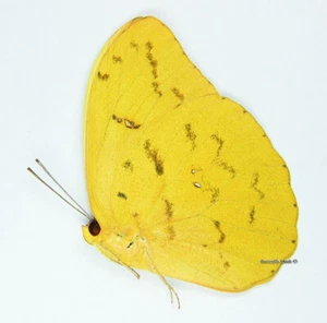 Mariposa/Pieridae sin montar - Phoebis avellaneda, RARO, A1/A- - Imagen 1 de 1