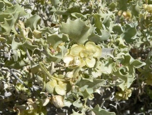 OLD MAN SALTBUSH 20 SEEDS ATRIPLEX NUMMULARIA NATIVE FLOWERING SHRUB FODDER - Picture 1 of 4