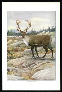 Caribou, 1916 Louis Agassiz Fuertes print, North American wildlife - Picture 1 of 3