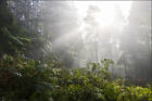 VINYL Fototapete XXL TAPETE Wald im Nebel 595