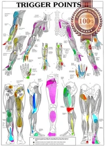 TRIGGER POINTS PART 2 ANATOMICAL DIAGRAM CHART ANATOMY PRINT PREMIUM POSTER - Picture 1 of 6