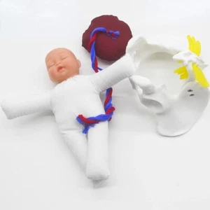 Mini Female Childbirth Pelvis Demonstration -Fetus Umbilical Cord Placenta - Picture 1 of 4
