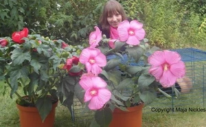 Winterfester Hibiskus Hibiscus moscheutos ❂ fantastische Riesenblüten ❂ Samen ❂ - Bild 1 von 1