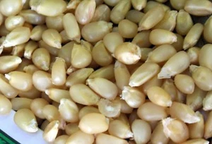 Pennsylvania Dutch Butter Popcorn - 10+ seeds - RICH and TASTY! Zm 042 - Picture 1 of 1
