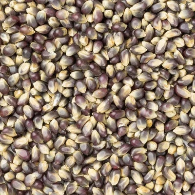 Amish Country Popcorn - Midnight Blue Hulless Popcorn - Image 1 of 2