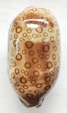 SHELL CONCHIGLIA CYPRAEA ARESTORIDES ARGUS CONTRASTRIATA mm.71,7 MADAGASCAR