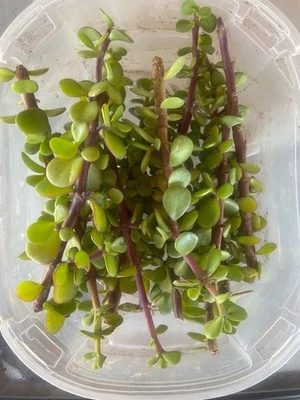 6 BIG Cuttings Portulacaria afra ‘Red Stem’ – Elephant Bush Succulent - Image 1 of 3