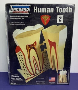 Lindberg 7.5 Inch Human Tooth Anatomy Science Project Model Kit Homeschool Set - Picture 1 of 3