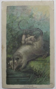 1890 ARBUCKLE COFFEE K1 Animals Series # 1 OPOSSUM RARE Trade Card - Picture 1 of 2