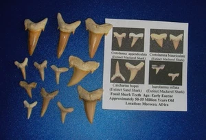 Fossil sharks tooth Fossil teeth mix lot of 12 A + Complete before Megalodon - Picture 1 of 11
