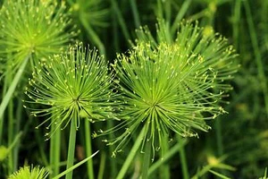 20 Cyperus PAPYRUS Paper Reed Water Plant Egyptian Nile Grass Yellow Flower Seed - Picture 1 of 11