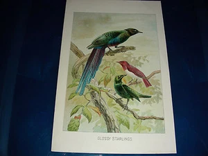 GLOSSY STARLINGS VINTAGE PRINT FROM 1890"s - Picture 1 of 1