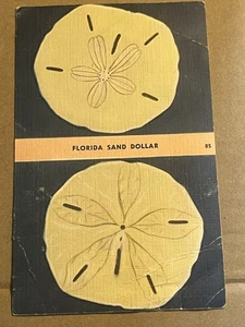 LINEN POSTCARD UNUSED - FLORIDA SAND DOLLAR - CREASES - Picture 1 of 4