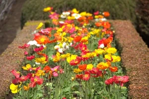 1 Gramm - ca. 9000 Samen Papaver rhoeas - Mohn gefüllt MIX - Shirley Double - Bild 1 von 1