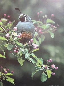 Terry Isaac Orchard California Quail Signed Limited Edition Art Print - Picture 1 of 1
