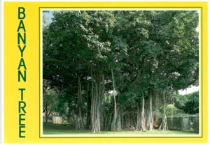 Hawaii Postkarten Vintage Banyan Baum Kauai Kilauea Manuna Kea Diamantkopf 12 Stück - Bild 1 von 24