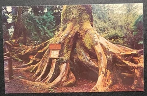 Vintage Postkarte - Redwood Nationalpark - Kalifornien - Oktopusbaum - Bild 1 von 4