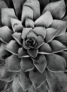 ALBERT RENGER PATZSCH ECHEVERIA ABSTRACT FLORAL ART GICLEE PRINT FINE CANVAS - Picture 1 of 4