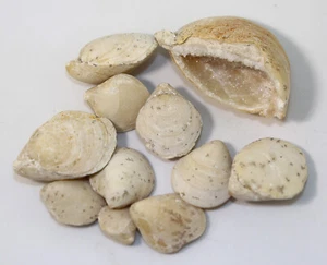 Brachiopoden, Juralina insignis, Jura, Kimmeridge, Saal a.d. Donau, BRD -k917 - Bild 1 von 7