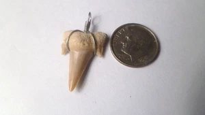 OTODUS ZAHN ECHT A+ HAI FOSSIL ANHÄNGER MEGALODON AUSGESTORBEN VORFAHR RELIKAT - Bild 1 von 3