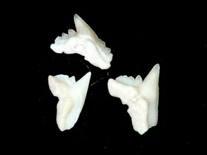 Montaje deslizante fósil de vertebrados - Eoceno Marruecos Galeorhinus minutissi diente de tiburón - Imagen 1 de 2