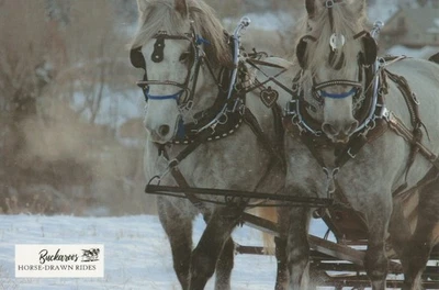 Equipo de caballos Percheron, Barb y Sue en arnés postal Foto 1 de 2