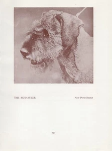 SCHNAUZER HEAD STUDY OLD VINTAGE 1934 NAMED DOG PAGE PRINT  - Picture 1 of 1