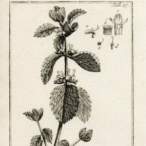 1796 ZORN ICONES PLANTARUM Botanical Engraving, Tab.27 Marrubium Vulgare - Picture 1 of 6