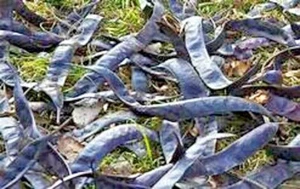 10 SEMI DI LOCUSTA MIELE SENZA SPINE - Gleditsia triacanthos var. inermis - Foto 1 di 6