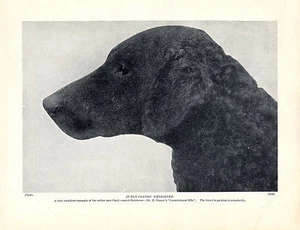 CURLY COATED RETRIEVER KOPF STUDIE ALTE ORIGINAL HUNDE DRUCKSEITE VON 1934 - Bild 1 von 1