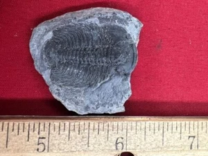 GEOLOGICAL ENTERPRISES Cambrian Fossil Trilobite Labiostria westropi Canada - Bild 1 von 2