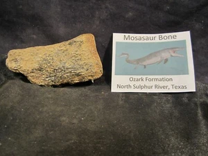 Dinosaur Bone Mosasaur Bone Ozan Formation Texas, US - Picture 1 of 9
