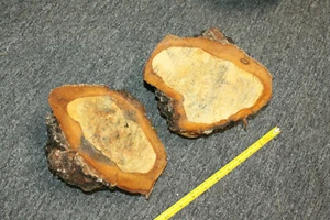 Ahorn Maser 2 Stück! 8" lang ca. 2,5-3" breit gespalten Holzbearbeitung Schüssel Stift - Bild 1 von 4