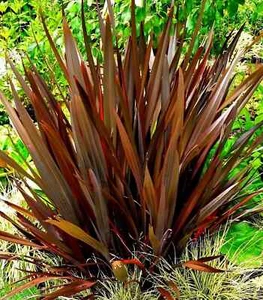 Phormium Bronze Baby XXL 3Lt Pot Tropical Evergreen Grass Plants to your door - Picture 1 of 7