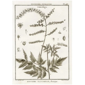 1790 P.J. REDOUTÉ! Panckoucke Superb Botanical Engraving, Pl. 487 Black Cohosh - Picture 1 of 6