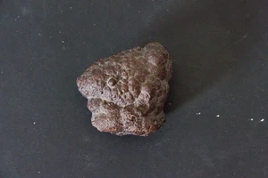 JURASSIC FLORA Fossilized Iron Oxide Fossil Plant/Fruit/Seed - Southern Levant - Picture 1 of 9