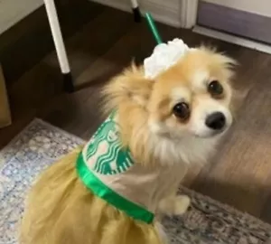 NEU Frappuccino Kaffee Hund Halloween Kostüm S M L XXL Handmade Essen Starbucks - Bild 1 von 18