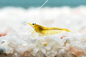 50x GAMBA NEOCARIDINA YELLOW FIRE, para acuario, pecera de agua dulce y caliente - Imagen 1 de 4